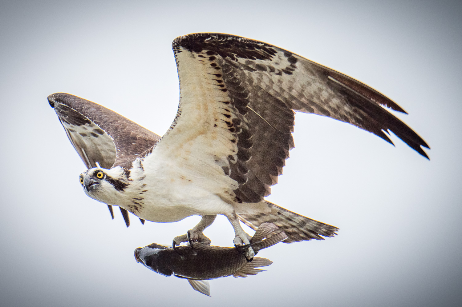 Osprey (Pandion Haliaetus) - The Lazy Naturalist - Sarasota, Florida