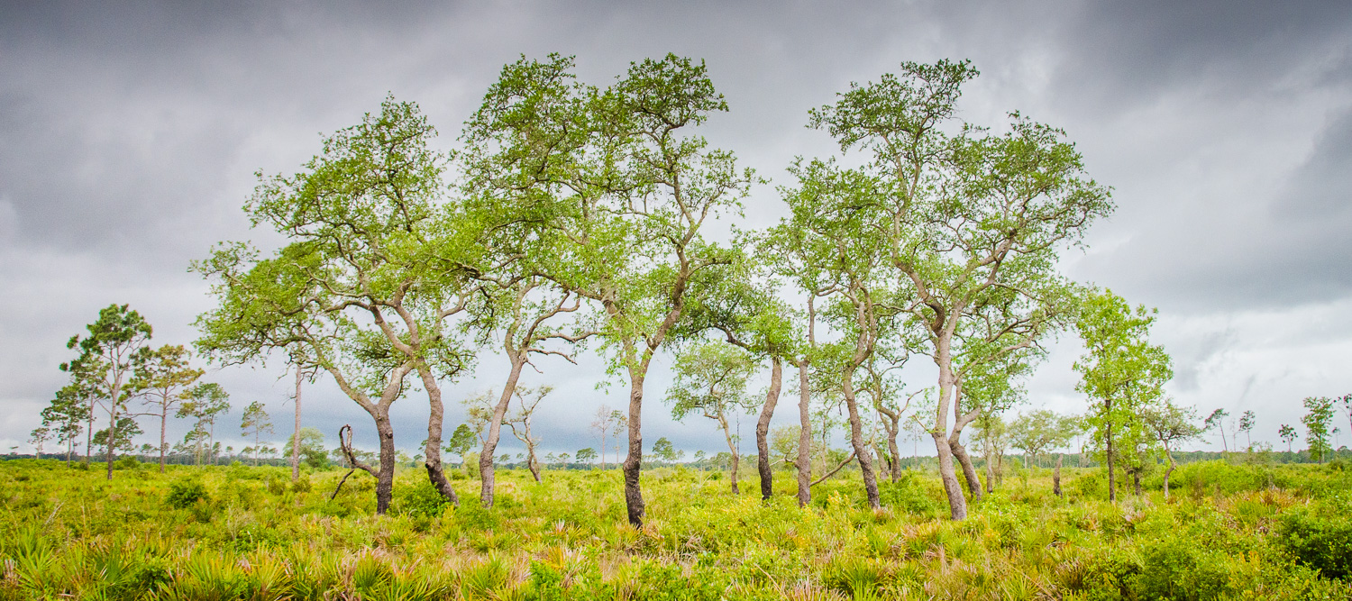 Turkey Oak (quercus Laevis) - The Lazy Naturalist - Sarasota, Florida