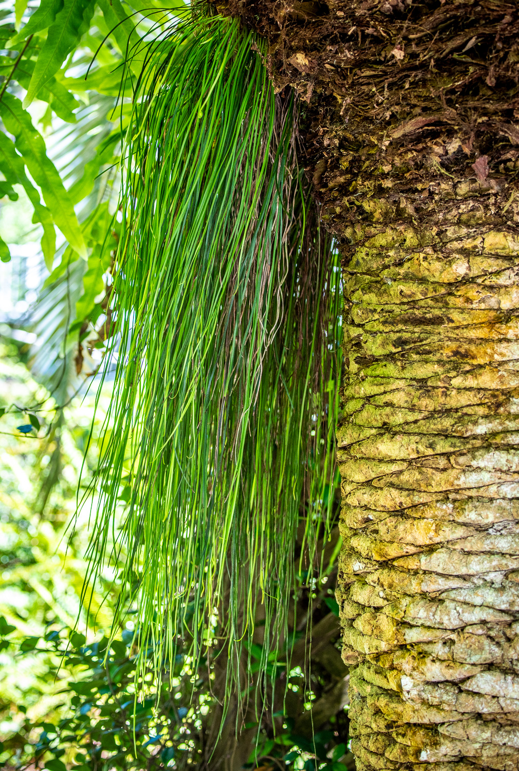 shoestring-fern-vittaria-the-lazy-naturalist-sarasota-florida