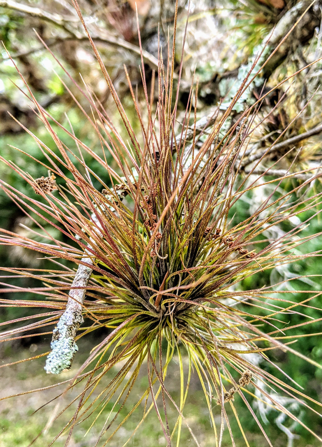 Southern Needleleaf (Tillandsia setacea) - The Lazy Naturalist 