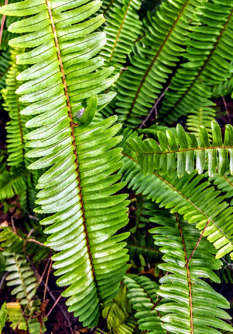 Sword Fern (Nephrolepis exaltata) - The Lazy Naturalist - Sarasota, Florida