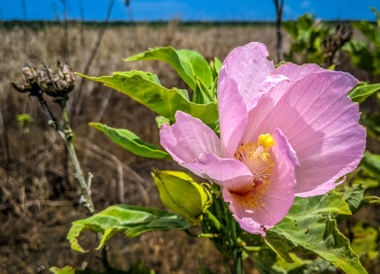 Hibiscus Sarasota