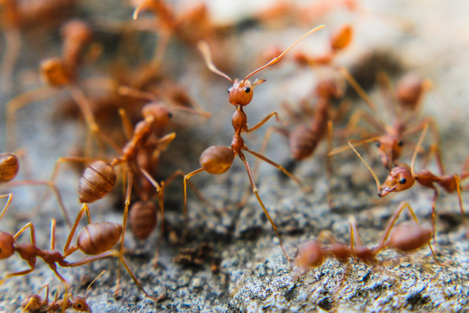 Red Imported Fire Ants Solenopsis Invicta The Lazy Naturalist Sarasota Florida 0208