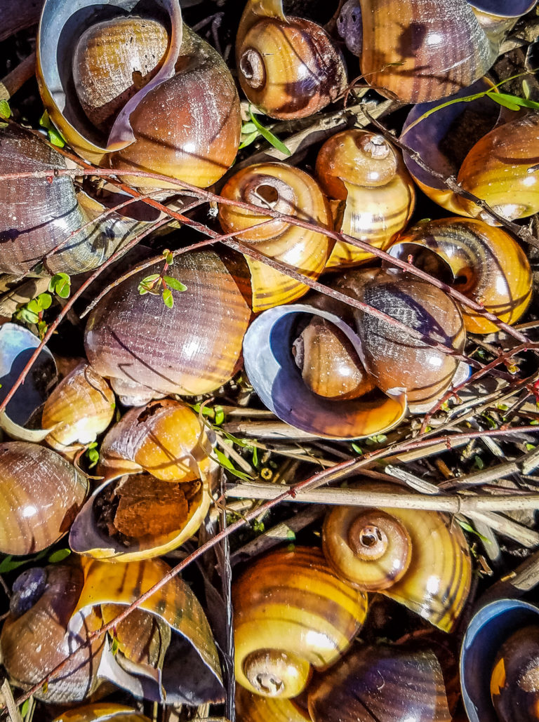 Apple Snail (Pomacea Canaliculata) - The Lazy Naturalist - Sarasota ...