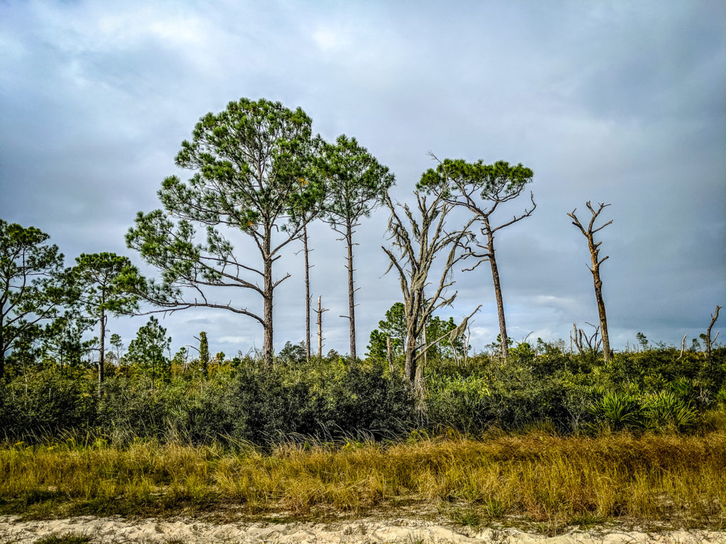 Lake Wales Ridge Wildlife And Environmental Area Lake Wales Fl The Lazy Naturalist