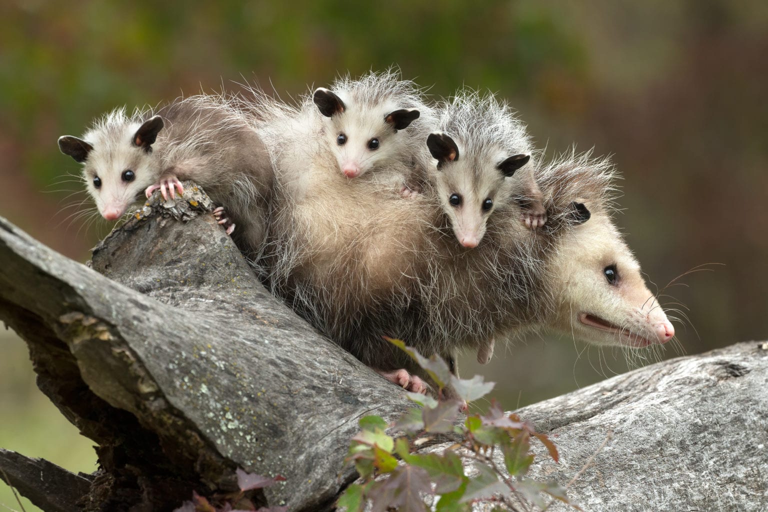 Virginia Opossum (Didelphis virginiana) - The Lazy Naturalist