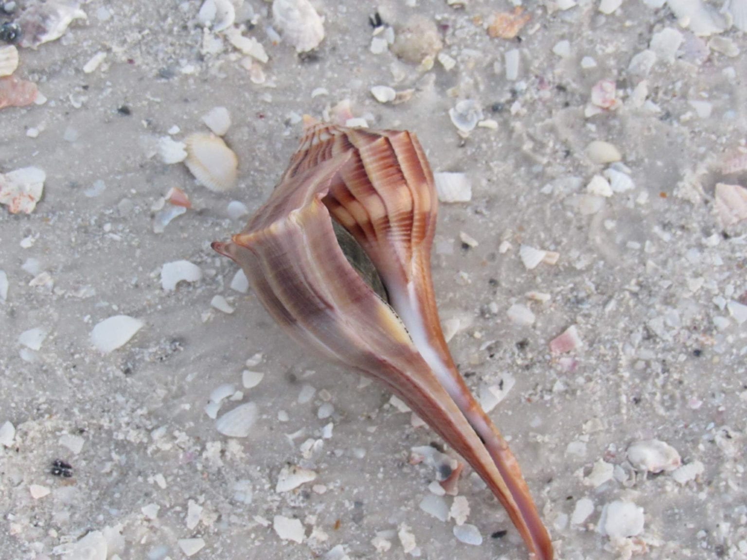 Lightning Whelk (Sinistrofulgur perversum) - The Lazy Naturalist ...