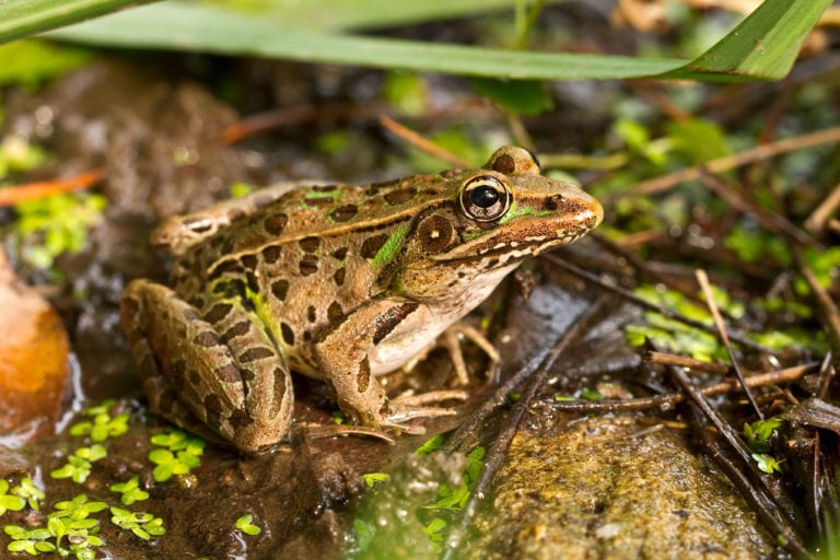 Southern leopard frog (Lithobates sphenocephalus) - The Lazy Naturalist ...