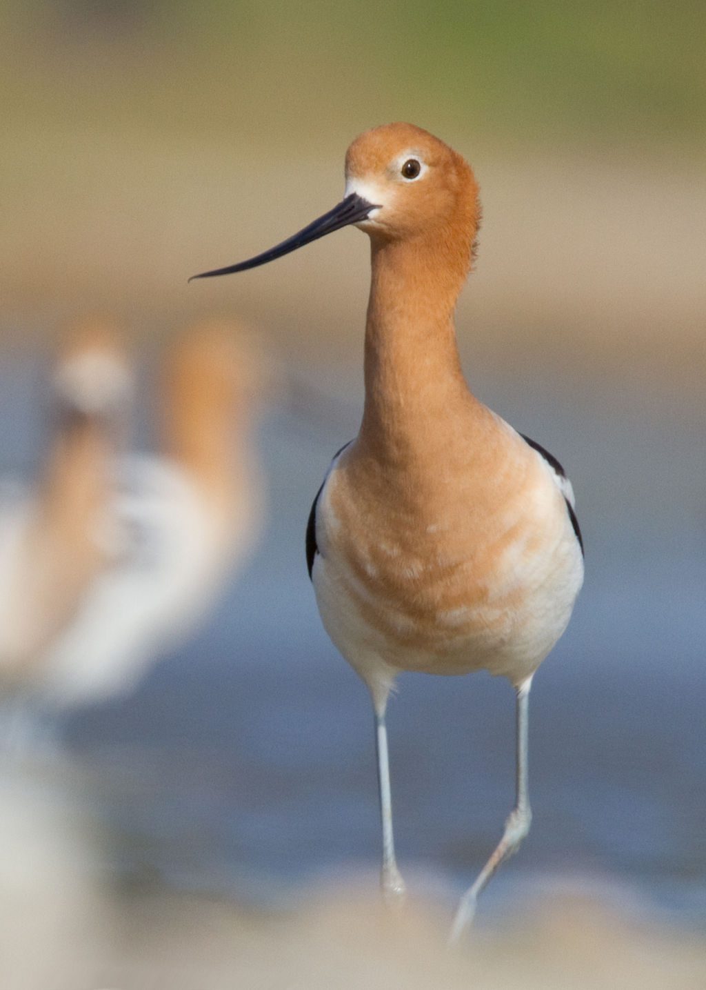 American Avocet (Recurvirostra americana) - The Lazy Naturalist ...